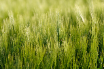 Fresh green grain in the fields.