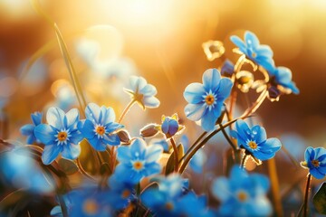 Sunlit beautiful blue forget me nots
