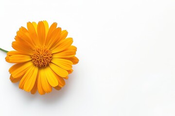 Top view of calendula flower with copy space on white background