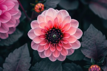 Vibrant pink dahlia Feline Yvonne blooming