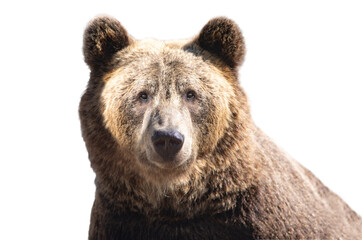 Bear portrait isolated on white background