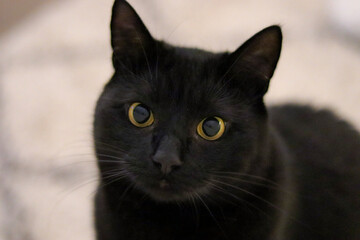 Portrait Of A Black Cat With Yellow Eyes
