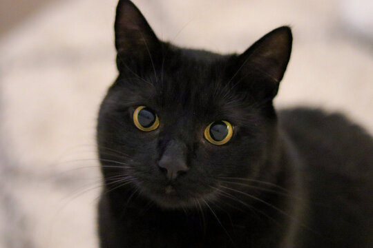 Portrait Of A Black Cat With Yellow Eyes