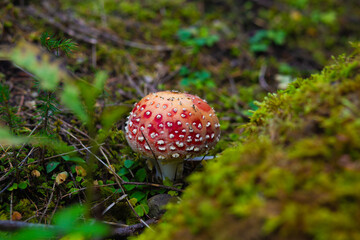 Poisonous amanita mushroom in the surrounding nature
