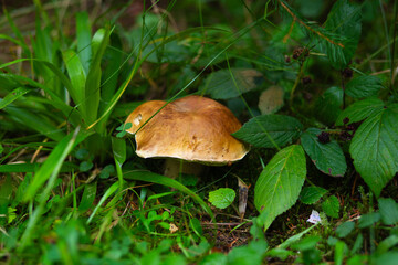 White mushroom surrounded by nature