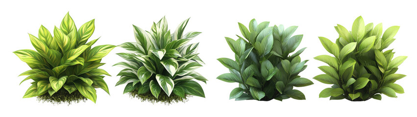 Set of lush green fern plants, transparent background, png.