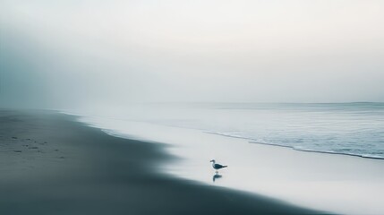 Solitary Seagull on a Foggy Beach