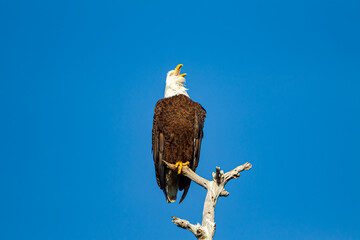 American balled eagle yells for its mate