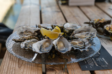 Fresh oysters in the farm in Zeeland