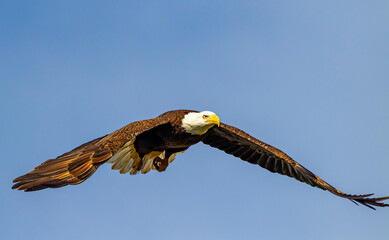 Dramatic American balled eagle with wings spread wide