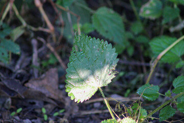 A close-up of a plant with green leaves, highlighting intricate texture and natural vibrancy. The blurred background emphasizes its organic beauty, ideal for botanical and nature photography collectio