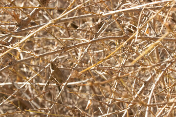 Autumn Concept, leafless twigs for background
