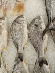 A vibrant and enticing display of fresh, raw fish laid out on a bed of ice, showcasing the day’s catch in all its natural beauty.