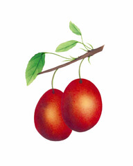Plum illustration, watercolor painting of plums isolated on white background, fruit design art, clipart drawing, graphic logo