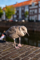 Seagul in Middelburg