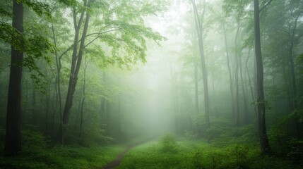 Fototapeta premium Enchanted Forest Path: A Misty Woodland Scene
