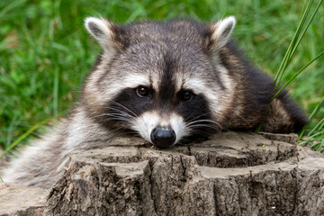 Ruhender Waschbär auf der Lauer