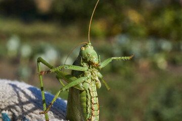 The green grasshopper, or ordinary grasshopper (lat. Tettigonia viridissima) - a species of insects from the family of True grasshoppers of the order orthoptera in the garden.