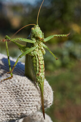 The green grasshopper, or ordinary grasshopper (lat. Tettigonia viridissima) - a species of insects from the family of True grasshoppers of the order orthoptera in the garden.