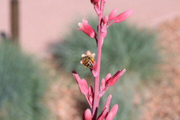 bee on a flower