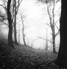 Obraz premium Foggy forest in winter in black and white