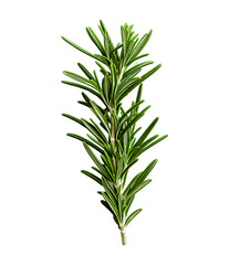 Obraz premium Rosemary sprig with vibrant green needle-like leaves and a woody stem on a transparent background