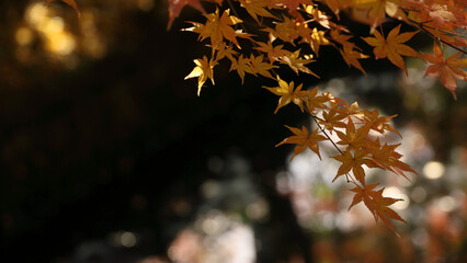 Maple leaves starting to change color to autumn