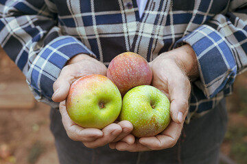 Close-up farmer holding fresh harvested apples in rustic plaid shirt