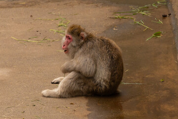 This cute little Japanese Macaque is sitting looking like a little kid. His face almost looks like he has a smile. The brown furry body helps him to blend in. His face is bare like a typical primate.