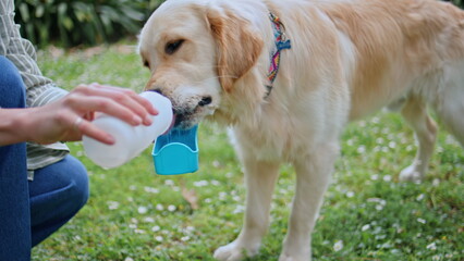 Thirsty golden retriever drinking water from owner bottle in park closeup.