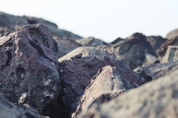 Big Stone Closeup On The Beach