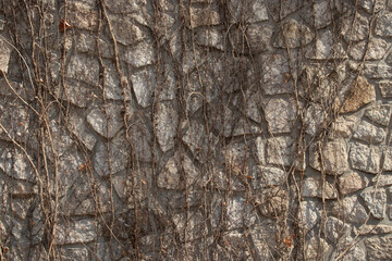 Autumn Concept, Dried ivy for background