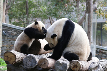 Fototapeta premium Mother panda is playing with her Cub, China