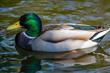 Fototapeta premium Farbenprächtiger Erpel schwimmt im Wasser