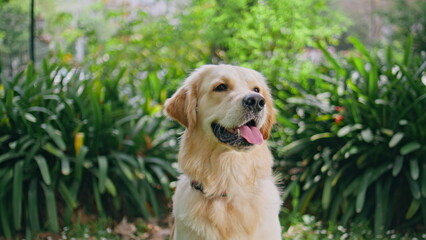 Closeup purebred dog sitting in beautiful park with tongue out. Golden retriever