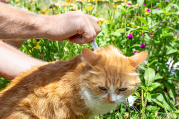 The owner of the animal drips drops from fleas on the withers of his ginger cat. Prevention and...