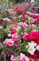 Flores rosadas de primavera y verano 