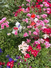 Flores coloridas de primavera y verano 