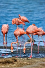 Bonaire, Dutch Antilles