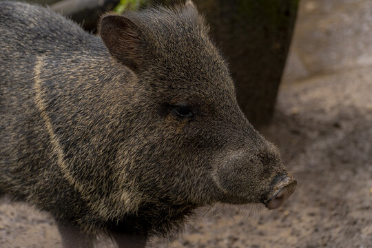 Pecar&iacute;, chancho de monte en el bosque
