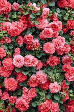 Blumen, prsa