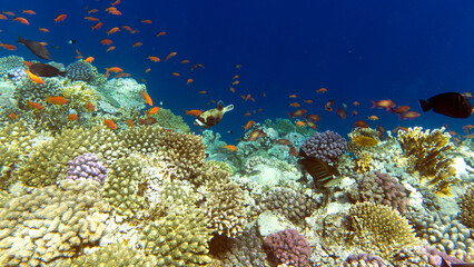 masked puffer and other fishes