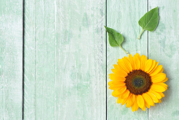 Beautiful sunflower and leaves on green wooden background © Pixel-Shot