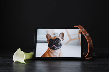 Frame with picture of dog, collar and calla lily flower on dark background. Pet funeral