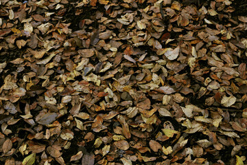 Background photo of a close-up of a brown carpet of fallen leaves