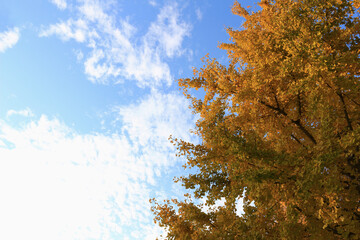 Blue sky and autumn leaves of ginkgo tree