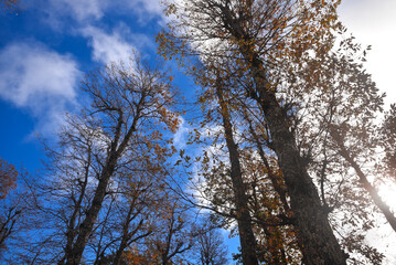 Autumn forest road leaves fall in ground landscape on autumnal background in November, Atmospheric autumn forest in fog. Yellow and orange leaves on trees in mountain forest snow in Africa, Algeria.