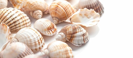 Seashells On White Background Close Up