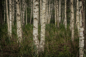 Fototapeta premium A serene forest filled with tall birch trees, showcasing their distinct white bark with dark patterns. The ground is covered with grass and foliage, creating a natural and peaceful setting.