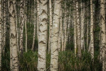 Fototapeta premium A serene forest filled with tall birch trees, showcasing their distinct white bark with dark patterns. The ground is covered with grass and foliage, creating a natural and peaceful setting.
